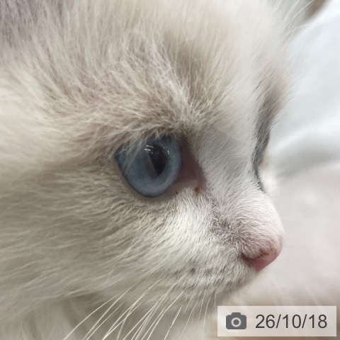 ラグドールの写真
