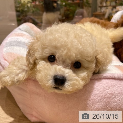 神奈川県のトイプードル(トイ) (ペットプラス モザイクモール港北店/2026年8月11日生まれ/女の子/クリーム)の子犬の4枚目の画像