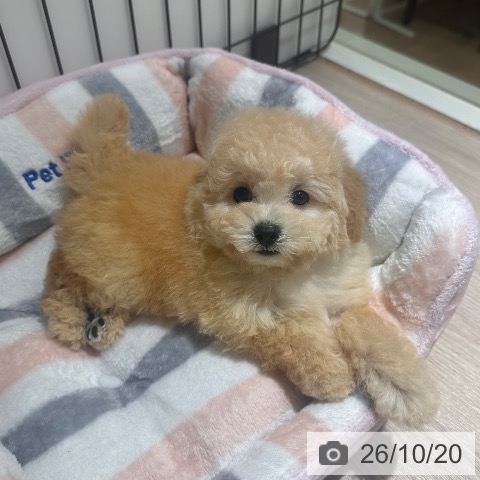 東京都のトイプードル(トイ) (ペットプラス 板橋店/2026年8月11日生まれ/女の子/クリーム)の子犬の3枚目の画像