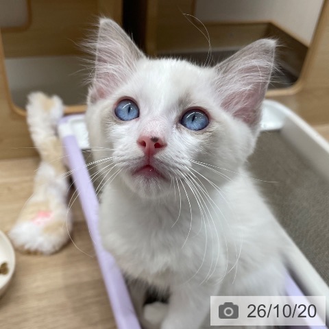 ラグドールの写真
