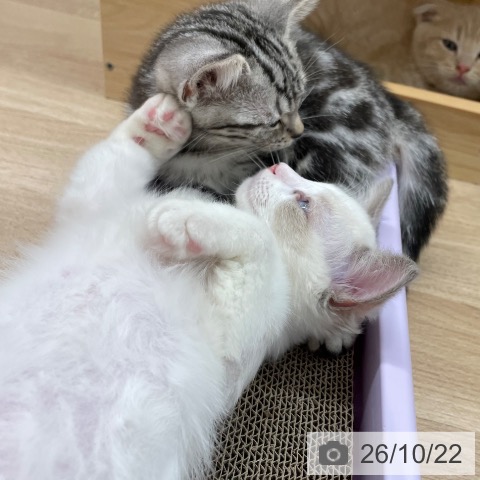 宮城県のラグドール (ペットプラス 名取店/2026年8月3日生まれ/男の子/ブルーポイントバイカラー)の子猫の4枚目の画像