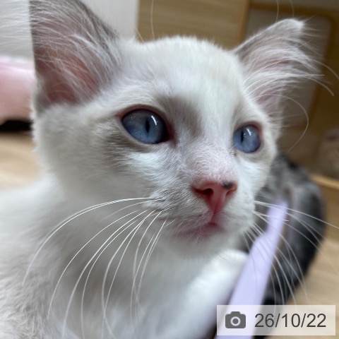 宮城県のラグドール (ペットプラス 名取店/2026年8月3日生まれ/男の子/ブルーポイントバイカラー)の子猫の3枚目の画像