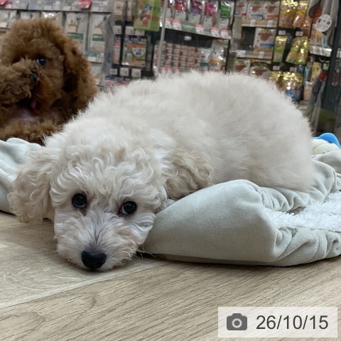 長野県のトイプードル(トイ) (ペットプラス 上田店/2026年8月15日生まれ/女の子/クリーム)の子犬の4枚目の画像