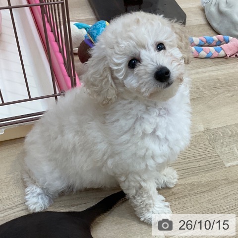 長野県のトイプードル(トイ) (ペットプラス 上田店/2026年8月15日生まれ/女の子/クリーム)の子犬の3枚目の画像
