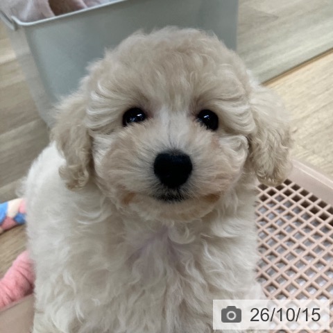 東京都のトイプードル(トイ) (ペットプラス 日の出店/2026年8月15日生まれ/女の子/クリーム)の子犬の3枚目の画像