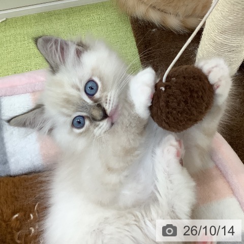 ラグドールの写真