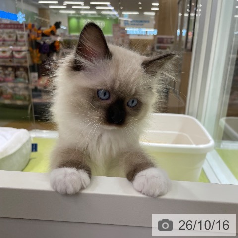 ラグドールの写真