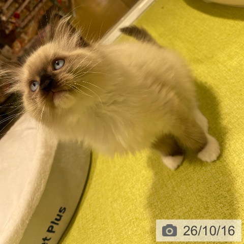 ラグドールの写真