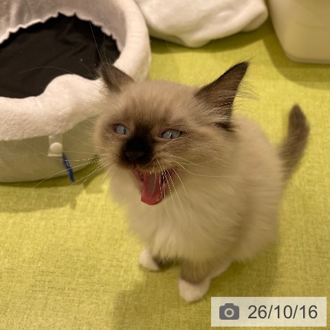 ラグドールの写真