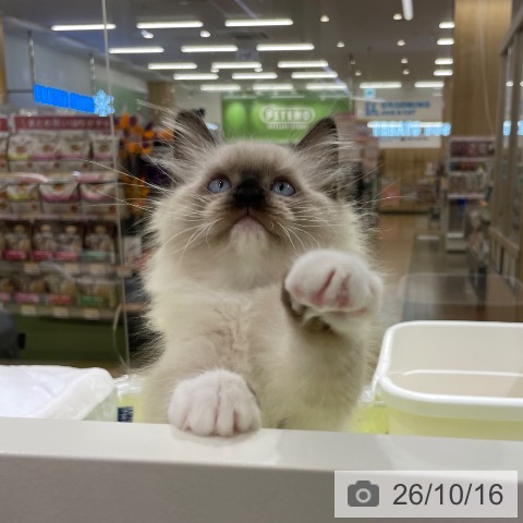 ラグドールの写真