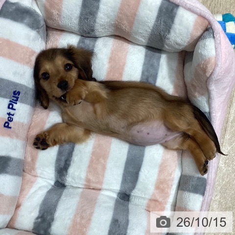 埼玉県のミニチュアダックスフンド(ロング) (ペットプラス ピオニウォーク東松山店/2026年8月14日生まれ/女の子/レッド)の子犬の3枚目の画像