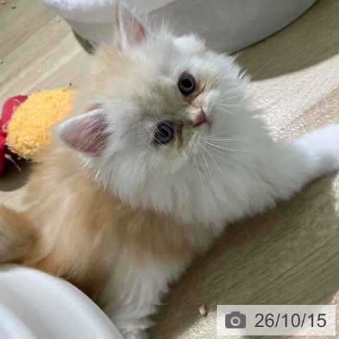 スコティッシュフォールドの写真