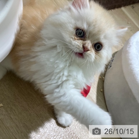 スコティッシュフォールドの写真