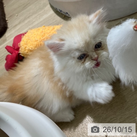 スコティッシュフォールドの写真
