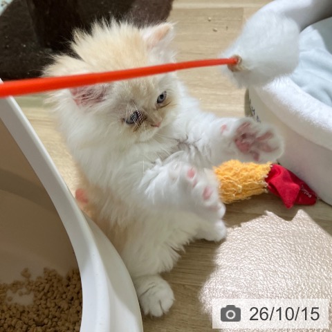 スコティッシュフォールドの写真