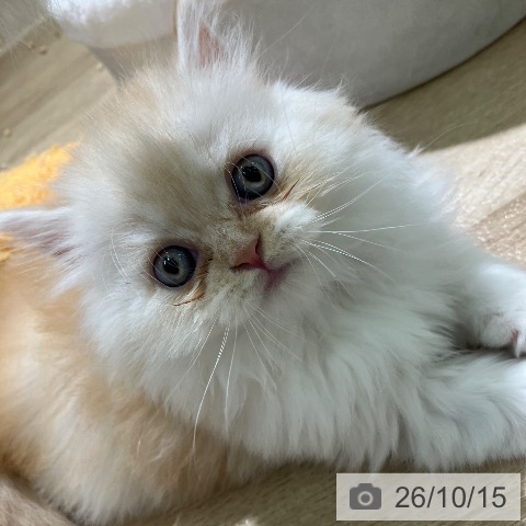 スコティッシュフォールドの写真