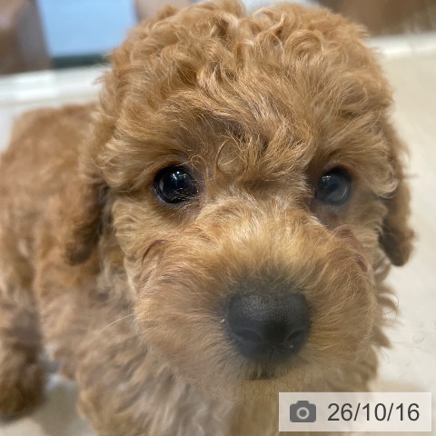 埼玉県のトイプードル(トイ) (ペットプラス クレアモール川越店/2026年8月15日生まれ/男の子/アプリコット)の子犬の4枚目の画像