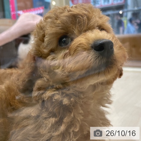 埼玉県のトイプードル(トイ) (ペットプラス クレアモール川越店/2026年8月15日生まれ/男の子/アプリコット)の子犬の3枚目の画像