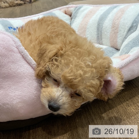 神奈川県のトイプードル(トイ) (ペッツワン 小田原店/2026年8月15日生まれ/男の子/アプリコット)の子犬の4枚目の画像
