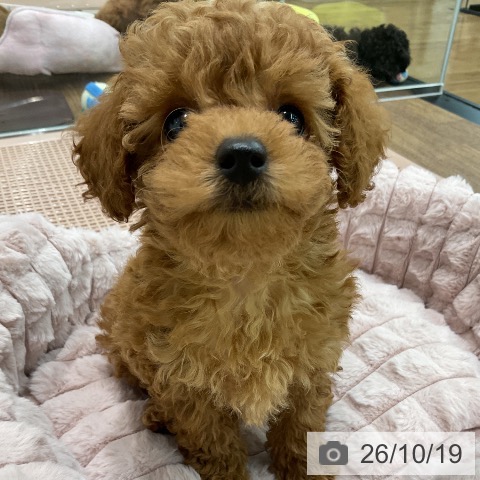 埼玉県のトイプードル(トイ) (ペッツワン 吉川美南店/2026年8月15日生まれ/女の子/レッド)の子犬の4枚目の画像