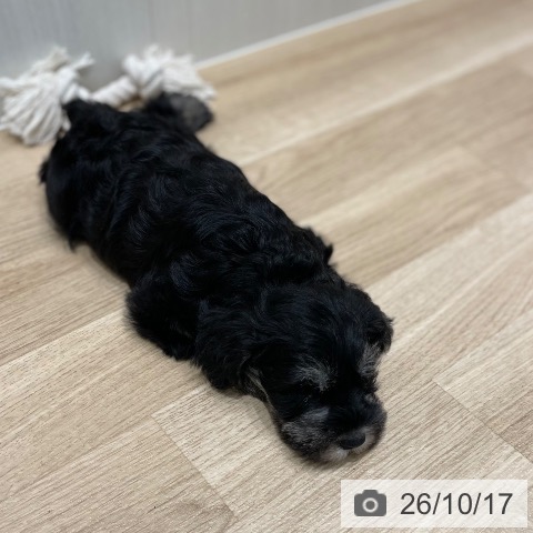 宮城県のミニチュアシュナウザー (ペットプラス 仙台泉大沢店/2026年8月14日生まれ/男の子/ブラックシルバー)の子犬の4枚目の画像