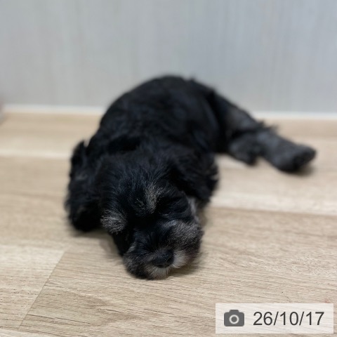宮城県のミニチュアシュナウザー (ペットプラス 仙台泉大沢店/2026年8月14日生まれ/男の子/ブラックシルバー)の子犬の4枚目の画像