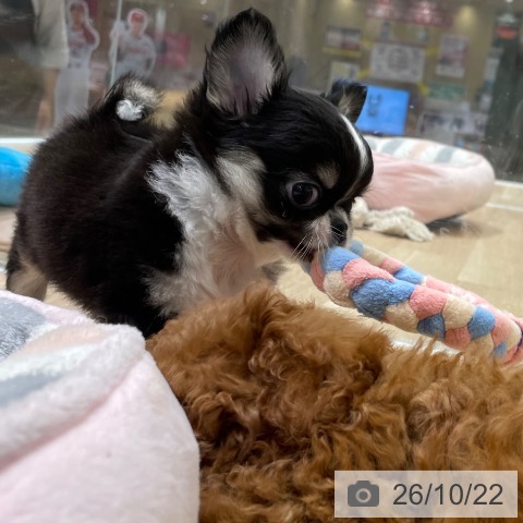 宮城県のチワワ(ロング) (ペットプラス 名取店/2026年8月15日生まれ/男の子/ブラックタンホワイト)の子犬の3枚目の画像