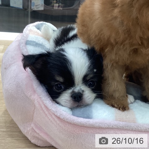 チワワの写真