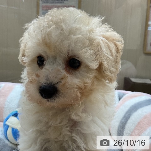 埼玉県のトイプードル(トイ) (ペットプラス 浦和美園店/2026年8月6日生まれ/男の子/クリーム)の子犬の4枚目の画像