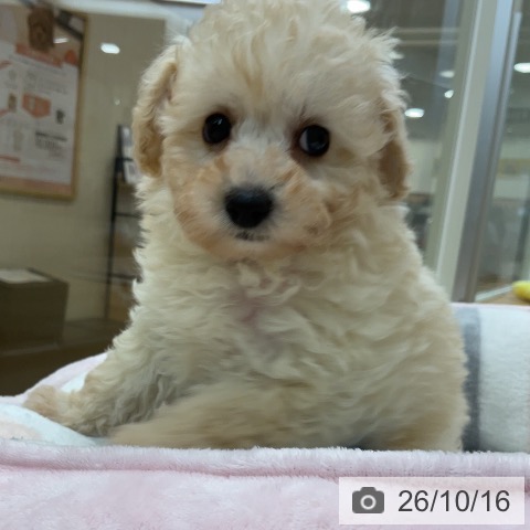 埼玉県のトイプードル(トイ) (ペットプラス 浦和美園店/2026年8月6日生まれ/男の子/クリーム)の子犬の3枚目の画像