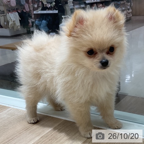 千葉県のポメラニアン (ペットプラス 木更津店/2026年8月10日生まれ/男の子/クリーム)の子犬の4枚目の画像