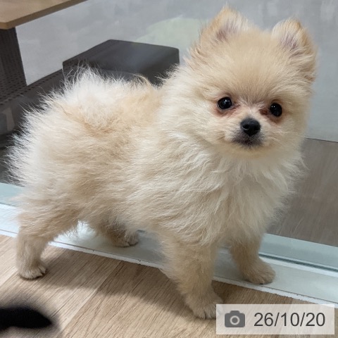 千葉県のポメラニアン (ペットプラス 木更津店/2026年8月10日生まれ/男の子/クリーム)の子犬の3枚目の画像