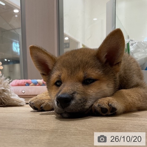 神奈川県の柴犬(標準サイズ) (ペットプラス モザイクモール港北店/2026年8月15日生まれ/女の子/赤)の子犬の4枚目の画像