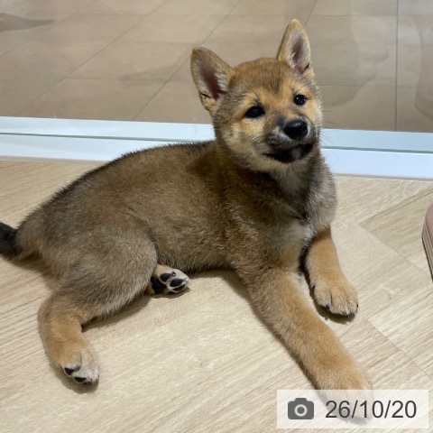 神奈川県の柴犬(標準サイズ) (ペットプラス モザイクモール港北店/2026年8月15日生まれ/女の子/赤)の子犬の3枚目の画像