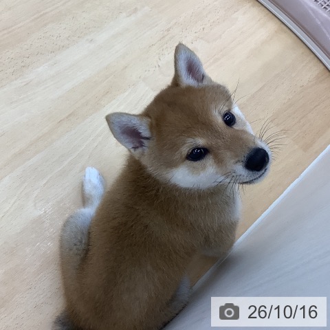 青森県の柴犬(標準サイズ) (ペットプラス 青森浜田店/2026年8月15日生まれ/女の子/赤)の子犬の3枚目の画像