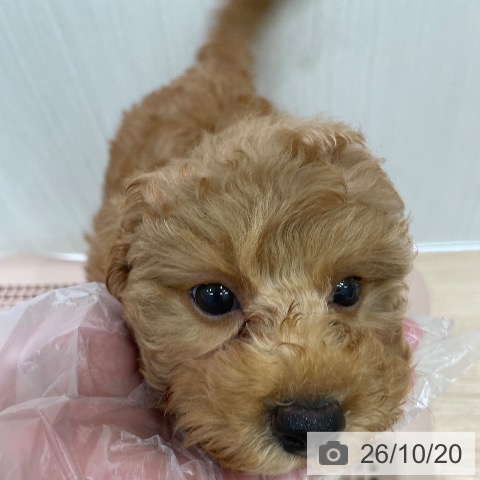 宮城県のトイプードル(トイ) (ペットプラス 仙台泉大沢店/2026年8月7日生まれ/女の子/アプリコット)の子犬の4枚目の画像