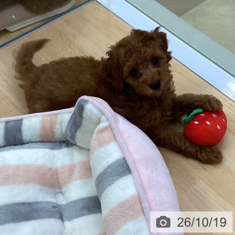 埼玉県のトイプードル(トイ) (ペットプラス 羽生店/2026年8月7日生まれ/女の子/レッド)の子犬の4枚目の画像