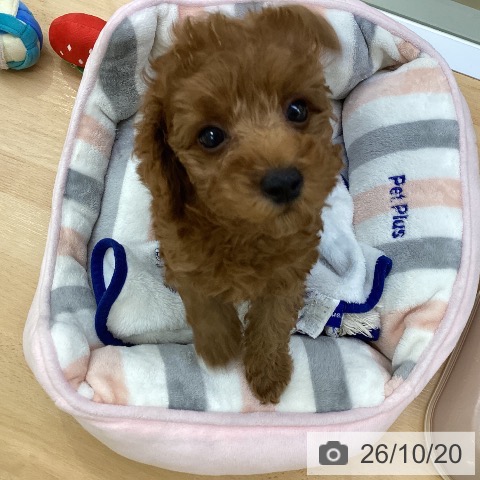 埼玉県のトイプードル(トイ) (ペットプラス 羽生店/2026年8月7日生まれ/女の子/レッド)の子犬の3枚目の画像