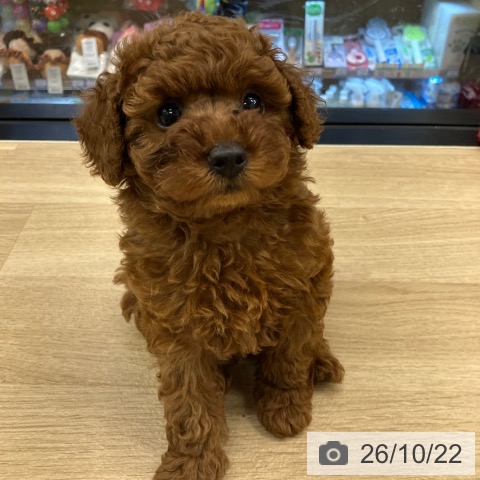 神奈川県のトイプードル(トイ) (ペットプラス 武蔵小杉店/2026年8月16日生まれ/男の子/レッド)の子犬の3枚目の画像