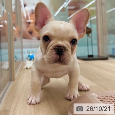 東京都のフレンチブルドッグ (ペットプラス アクアシティお台場店/2026年8月16日生まれ/男の子/クリーム)の子犬の3枚目の画像