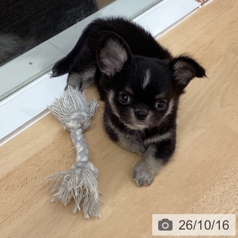 チワワの写真