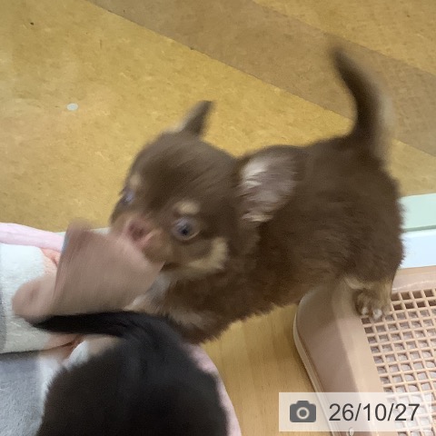 埼玉県のチワワ(ロング) (ペットプラス 羽生店/2026年8月17日生まれ/男の子/チョコレートタンホワイト)の子犬の3枚目の画像