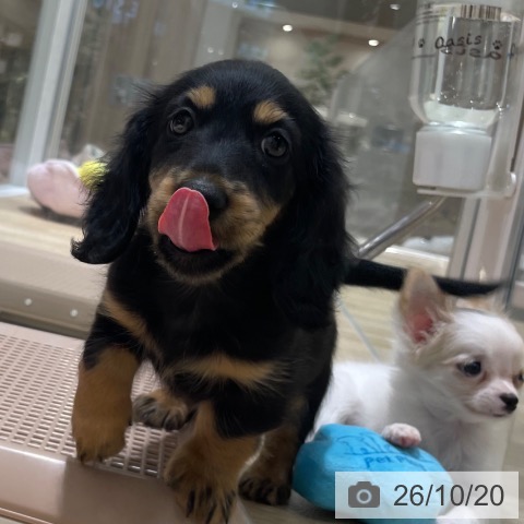 神奈川県のカニンヘンダックスフンド(ロング) (ペットプラス モザイクモール港北店/2026年8月16日生まれ/男の子/ブラックタン)の子犬の3枚目の画像