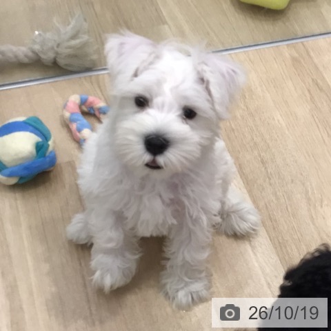 群馬県のミニチュアシュナウザー (ペットプラス イオンモール太田店/2026年8月14日生まれ/男の子/ホワイト)の子犬の4枚目の画像