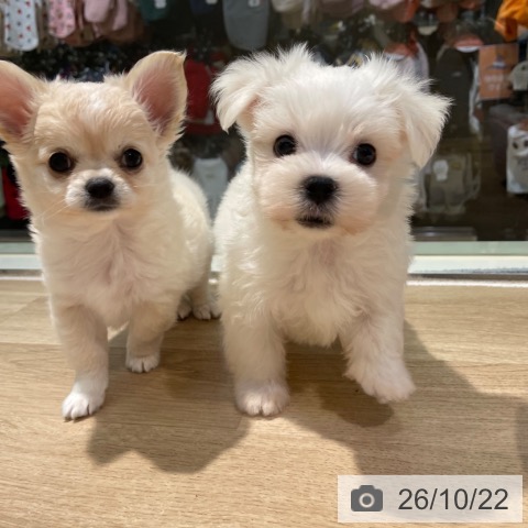 東京都のマルチーズ (ペットプラス 東久留米店/2026年8月17日生まれ/男の子/ホワイト)の子犬の3枚目の画像