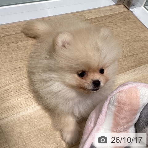 ポメラニアンの写真