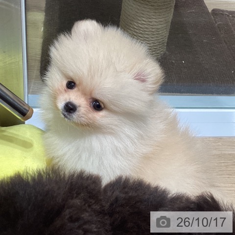 ポメラニアンの写真