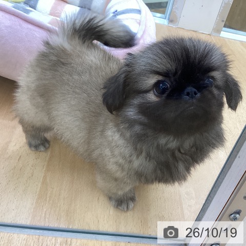 ペキニーズの写真