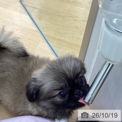 ペキニーズの写真