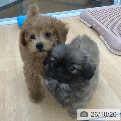埼玉県のペキニーズ (ペットプラス 羽生店/2026年8月17日生まれ/女の子/フォーン)の子犬の4枚目の画像